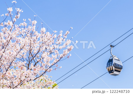 満開の桜と都市型循環式ロープウェイ「横浜エアキャビン」【神奈川県・横浜市】 122248710