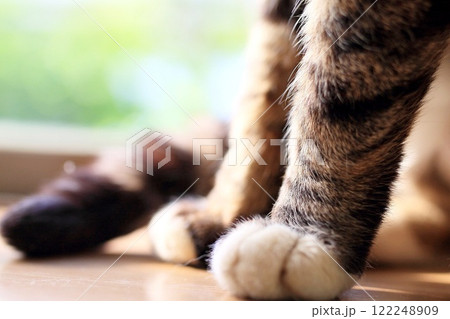 猫の手 猫の手 122248909
