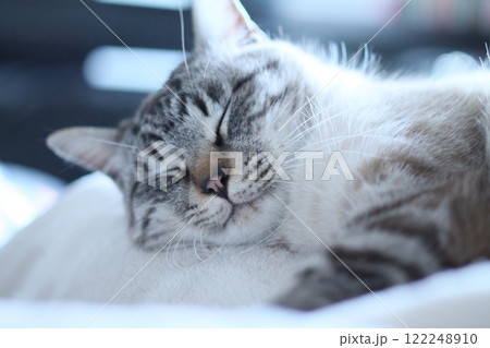 眠る猫 眠る猫 122248910