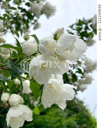 White Jasmine Flowers with Dew Drops on a Rainy Day 122248936