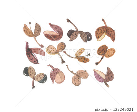 水彩で描いた山椒　サンショウ 122249021