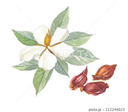 水彩で描いたクチナシの花と実 山梔子 サンシシ 水彩で描いたクチナシの花と実 山梔子 サンシシ 122249023