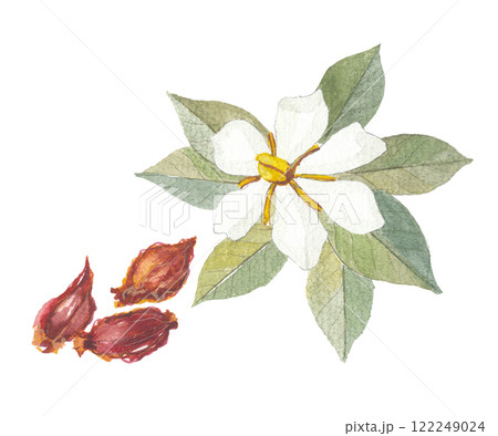 水彩で描いたクチナシの花と実　山梔子　サンシシ 122249024