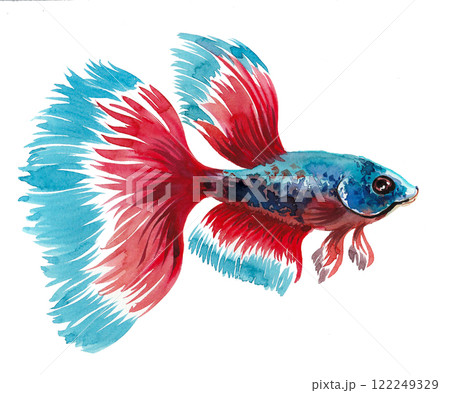 Aquarium fish. watercolour painting Aquarium fish. watercolour painting 122249329