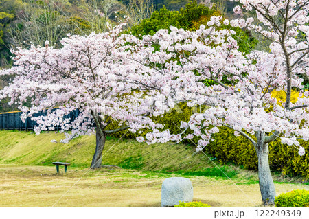 岡山 桜満開のみやま公園 岡山 桜満開のみやま公園 122249349