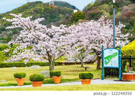 岡山 桜満開のみやま公園 122249350