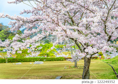 岡山 桜満開のみやま公園 岡山 桜満開のみやま公園 122249352