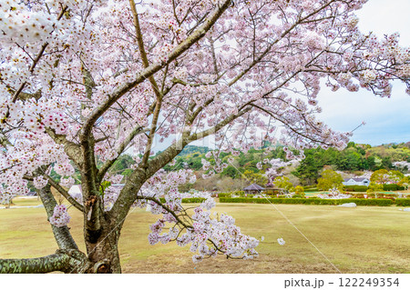 岡山 桜満開のみやま公園 岡山 桜満開のみやま公園 122249354