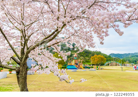 岡山 桜満開のみやま公園 122249355