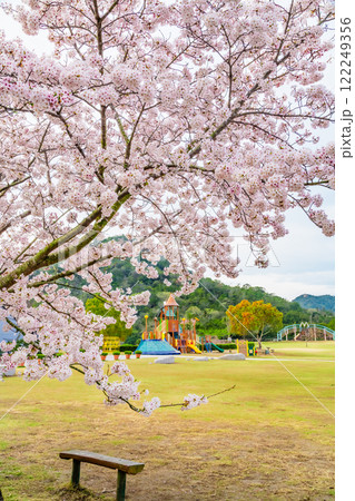 岡山 桜満開のみやま公園 岡山 桜満開のみやま公園 122249356