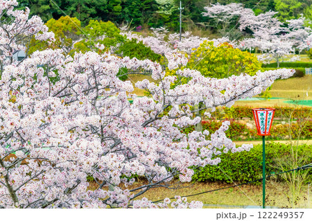 岡山 桜満開のみやま公園 岡山 桜満開のみやま公園 122249357