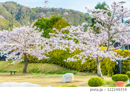 岡山 桜満開のみやま公園 岡山 桜満開のみやま公園 122249359