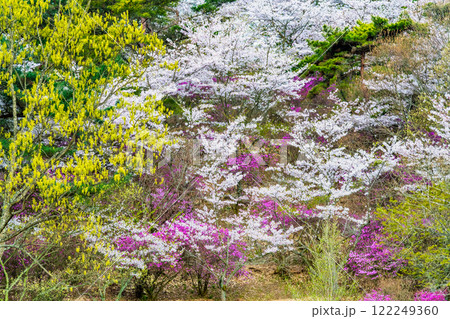 岡山 桜満開のみやま公園 122249360