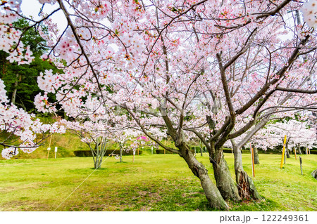 岡山 桜満開のみやま公園 122249361