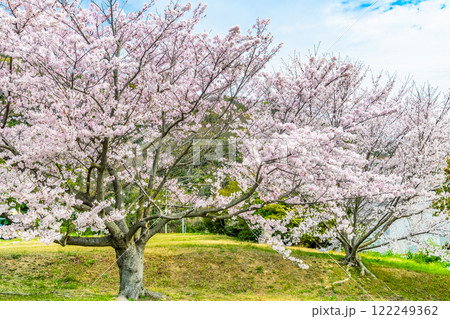 岡山 桜満開のみやま公園 岡山 桜満開のみやま公園 122249362