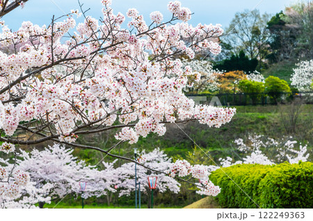 岡山 桜満開のみやま公園 岡山 桜満開のみやま公園 122249363