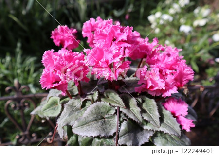 ピンク色の変わり咲きシクラメン ピンク色の変わり咲きシクラメン 122249401
