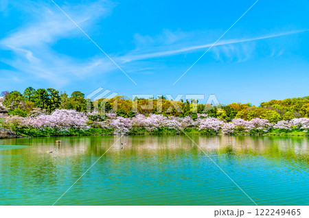 大阪 桜咲く花博記念公園 大阪 桜咲く花博記念公園 122249465