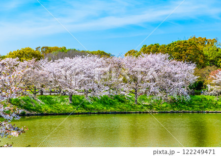 大阪 桜咲く花博記念公園 大阪 桜咲く花博記念公園 122249471
