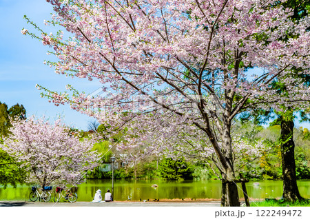 大阪 桜咲く花博記念公園 大阪 桜咲く花博記念公園 122249472