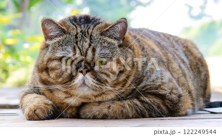 太った猫 122249544