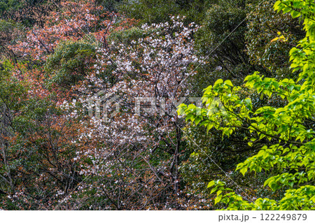 屋久島洋上アルプスの春(3月)色鮮やかな新緑若葉と山桜 122249879