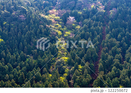 杉山に新緑と山桜 神が宿る山 洋上アルプス屋久島 杉山に新緑と山桜 神が宿る山 洋上アルプス屋久島 122250072