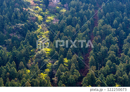 杉山に新緑と山桜 神が宿る山 洋上アルプス屋久島 杉山に新緑と山桜 神が宿る山 洋上アルプス屋久島 122250073
