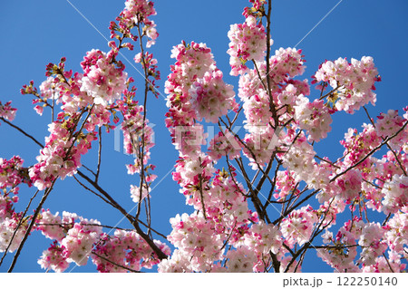 Tamanawa cherry blossoms in full bloom swaying in gentle breeze Tamanawa cherry blossoms in full bloom swaying in gentle breeze 122250140