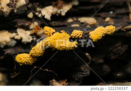 極小粒々の毒々しい山吹色のケホコリ科キノコが群体寄生する湿った朽木（自然環境下ストロボマクロ接写） 122250337