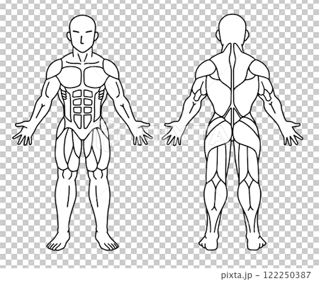 人體肌肉線條圖正面背面 122250387