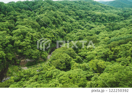 新緑に覆われた山 122250392