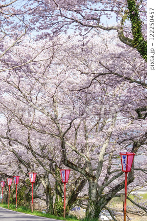 陽春の頃　桜並木とぼんぼり　岡山県真庭市「久世トンネル桜」 122250457