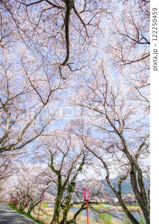 陽春の頃　桜並木とぼんぼり　岡山県真庭市「久世トンネル桜」 122250459