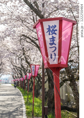陽春の頃　桜並木とぼんぼり　岡山県真庭市「久世トンネル桜」 122250464