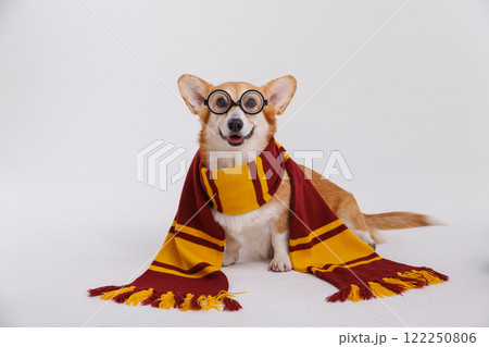 Adorable corgi wearing a scarf and glasses, showcasing a charming and stylish pet look Adorable corgi wearing a scarf and glasses, showcasing a charming and stylish pet look 122250806