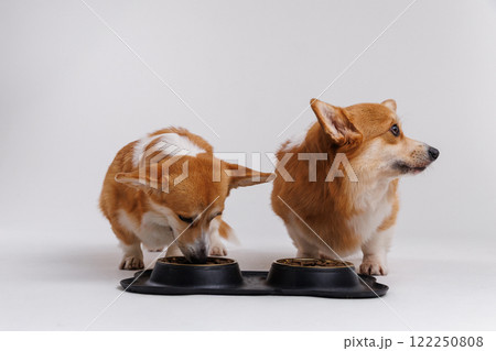 Two adorable corgis dogs sharing a meal together, highlighting companionship and pet care moments Two adorable corgis dogs sharing a meal together, highlighting companionship and pet care moments 122250808