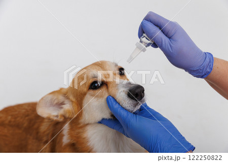 Corgi dog receiving eye drop treatment from a person wearing blue gloves 122250822