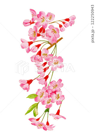 水彩で描いた桜のイラスト 122250943