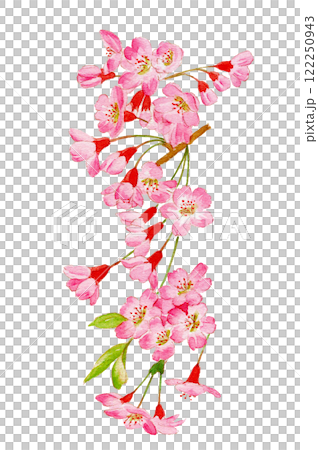 水彩で描いた桜のイラスト 122250943