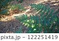 斜面に生えるシダ植物 122251419