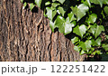 木に巻き付く蔦のアップ 122251422