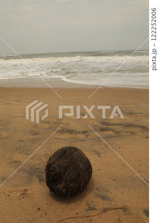 Dry Coconut at Beach Dry Coconut at Beach 122252006