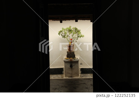 Ocimum Tenuiflorum plant in the home 122252135