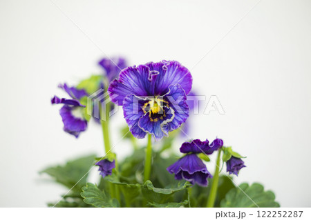 綺麗な花 紫色のビオラ 綺麗な花 紫色のビオラ 122252287