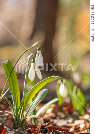 スノードロップ 122252462