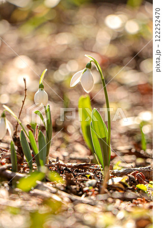 スノードロップ スノードロップ 122252470