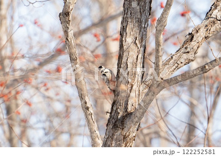 木の実とアカゲラ 122252581