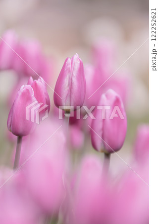 ふなばしアンデルセン公園のチューリップ 122252621