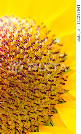 A close-up of a sunflower reveals a stunning pattern of star-shaped florets with purple-tipped stamens and vibrant yellow petals. 122252641